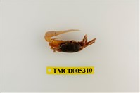 藏品(乳白南方招潮蟹)的圖片